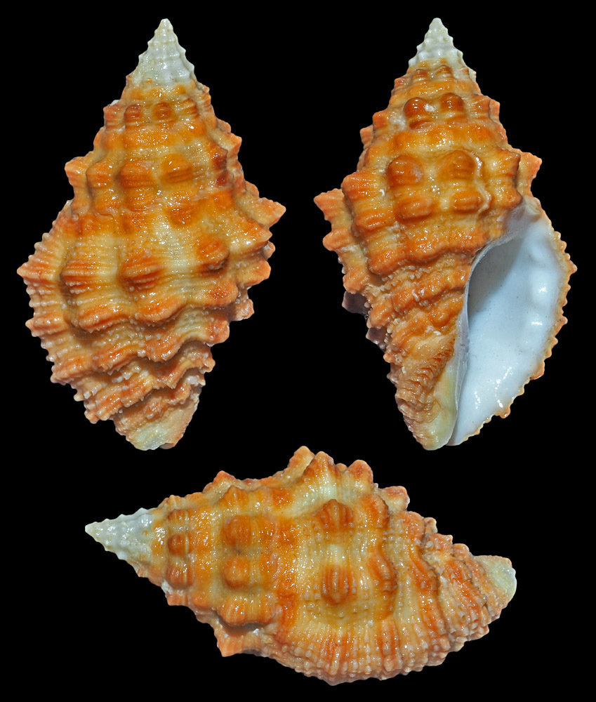 Coral-eating Whelk