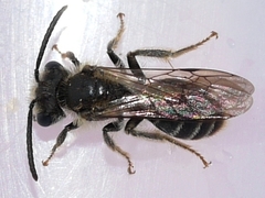 Gonandrena