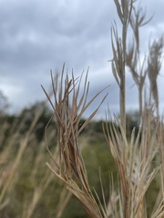 Poaceae