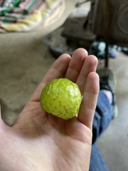 Amphibolips quercusinanis