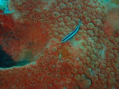 Elacatinus illecebrosus