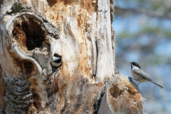 Poecile atricapillus