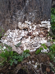 Fungi
