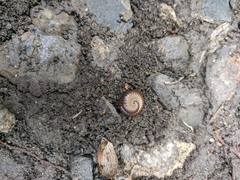 Pachyiulus flavipes