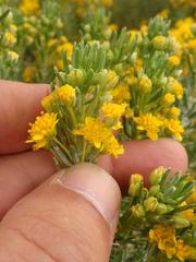 Euryops floribundus
