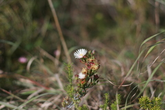 Lampranthus productus