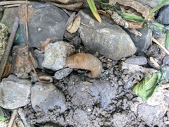 Krynickillus melanocephalus