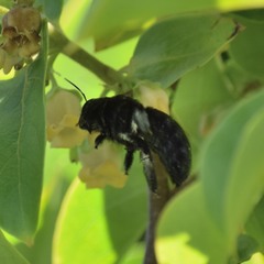 Xylocopa tabaniformis