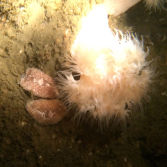 Aeolidia