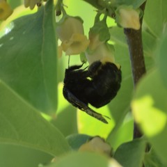 Xylocopa tabaniformis
