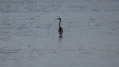 Egretta tricolor image
