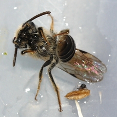 Gonandrena