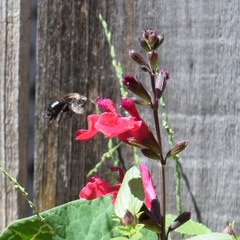 Xylocopa tabaniformis