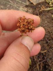 Crassula latibracteata