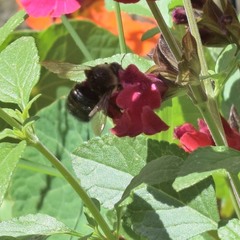 Xylocopa tabaniformis