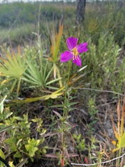Rhexia cubensis