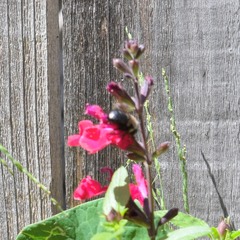 Xylocopa tabaniformis