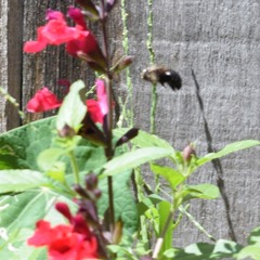 Xylocopa tabaniformis