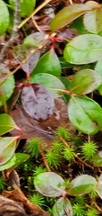 Gaultheria procumbens image