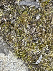 Formicoidea