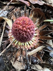 Langsdorffia hypogaea