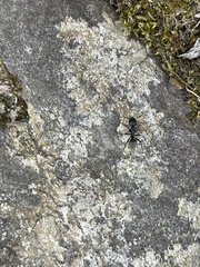 Formicoidea