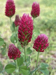 Image of Trifolium incarnatum