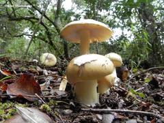 Amanita diemii