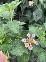 Lantana