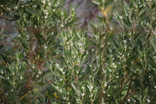 Image of Leucadendron macowanii by (c) Tony Rebelo, some rights reserved (CC BY-SA)