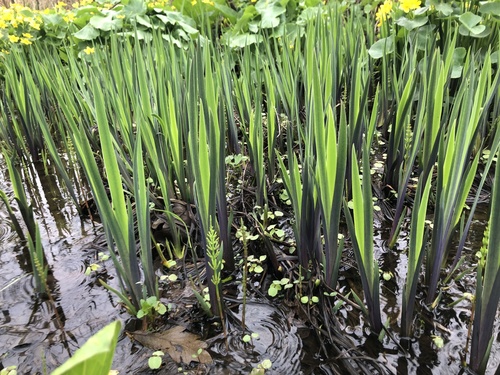 Iris robusta