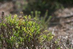 Delosperma gratiae