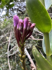 Epidendrum arachnoglossum