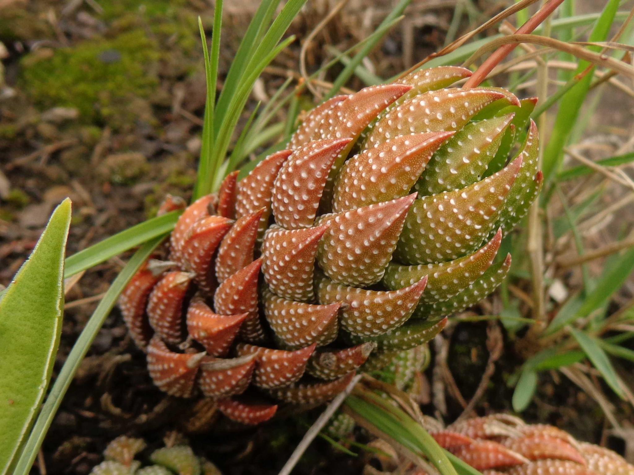Haworthiopsis coarctata