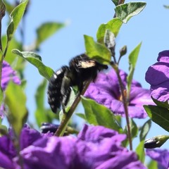 Xylocopa tabaniformis