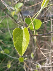 Aristolochia tomentosa