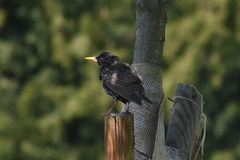 Sturnus vulgaris
