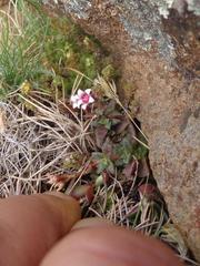 Crassula exilis cooperi