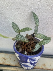 Ledebouria socialis