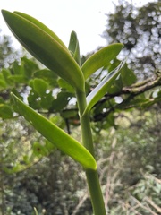 Epidendrum arachnoglossum