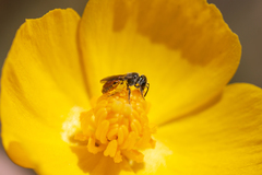 Micralictoides ruficaudus