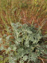 Artemisia fragrans