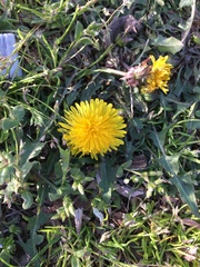 Taraxacum