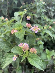 Lantana