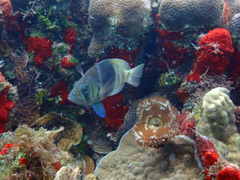 Barred Hamlet photo 5