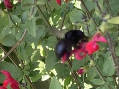 Xylocopa tabaniformis orpifex