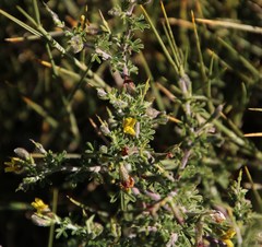 Melolobium microphyllum