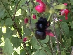 Xylocopa tabaniformis orpifex