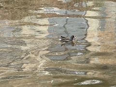 Gallinula chloropus