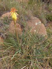 Kniphofia stricta